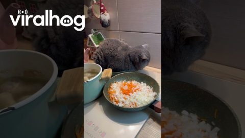Cat Gets Cozy in Frying Pan || ViralHog