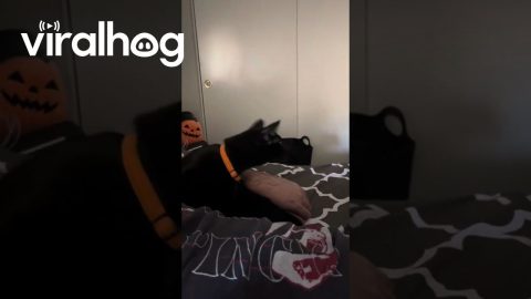 Black Cat Shakes His Head || ViralHog