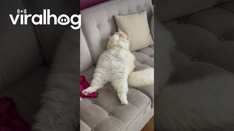 Chonky Cat Relaxes And Licks Tasty Paws || ViralHog