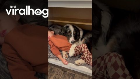 The Cutest Cuddle Cubby || ViralHog