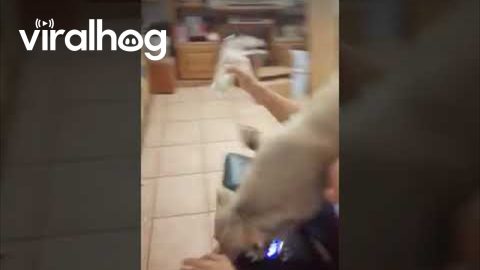 Dog Causes Chaos When Favorite Person Arrives || ViralHog