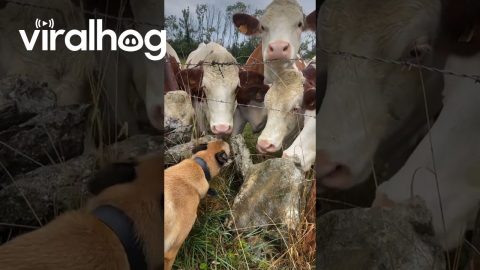 Cows Gather For Kisses From Doggo || ViralHog