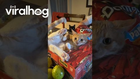 Cat Is One Of The Noodles || ViralHog