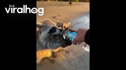 Thirsty Beach Raccoons Drink Water || ViralHog