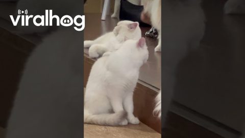 World's Saddest Cafe Cat || ViralHog