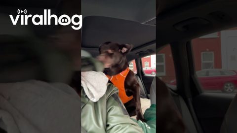 Labrador Humphrey Shakes Hood || ViralHog