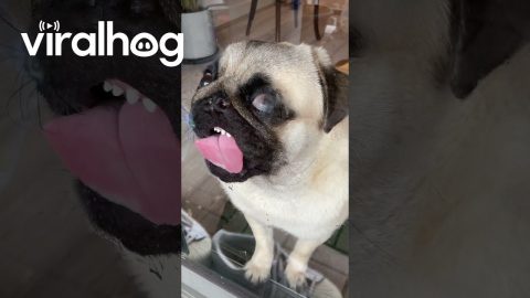 Pug Slathers Windows In Spit || ViralHog