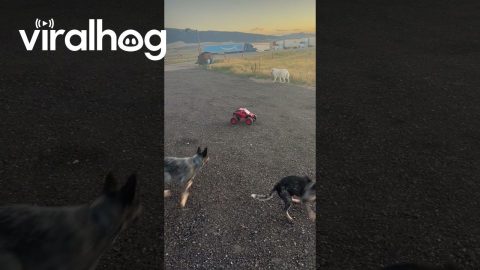 Car Herded By Heelers || ViralHog