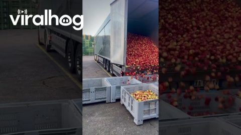 Unloading a Trailer Full of Apples || ViralHog