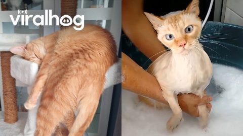 Cute Cats Doing Unusual Things || ViralHog