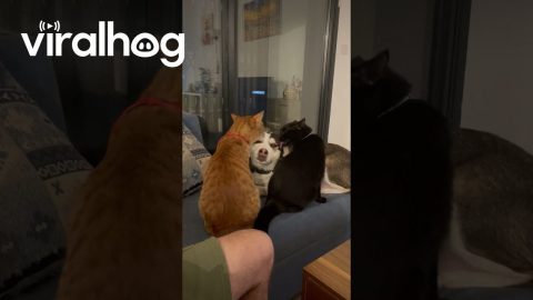 Two Cats Keep Dog Clean || ViralHog