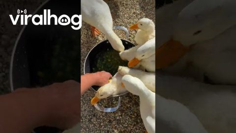 Ducklings Have Zero Table Manners || ViralHog