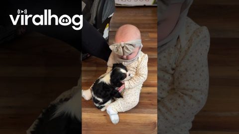Puppy and Baby Become Fast Friends || ViralHog