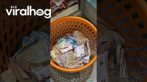 Cat Cuddles in Basket Full of Cash || ViralHog
