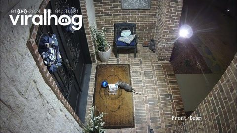 Opossum Porch Pirate || ViralHog