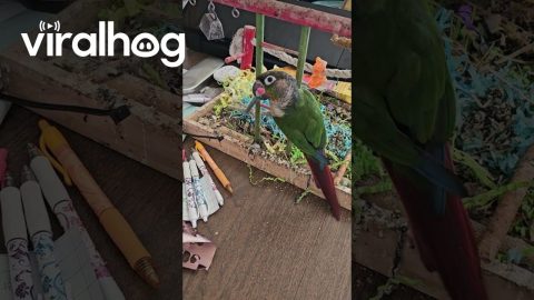 Cheeky Bird Plays With Pencil || ViralHog