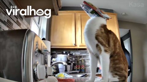 Bag-Headed Cat Crashes Off Counter || ViralHog