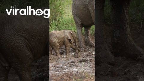 Tiny Elephant Calf’s Determined Efforts End in a Cute, Wobbly Tumble || ViralHog