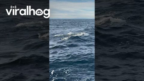 Baby Orca Shows Off Its Tail || ViralHog