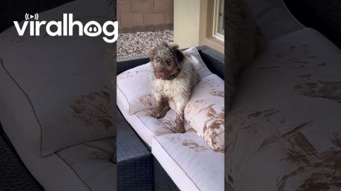 Dasher The Dog Makes Muddy Mess Of Backyard || ViralHog