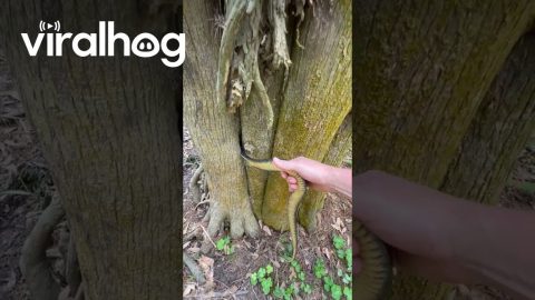 Gently Yoinking a Plain Bellied Water Snake From a Bald Cypress Tree
