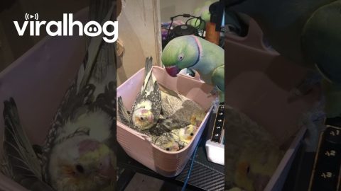 Bird Kisses New Babies || ViralHog
