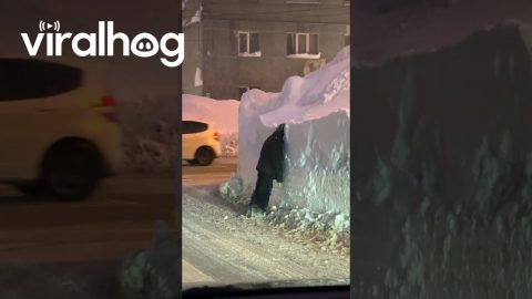 Snowbank Facepalm Is A Mood || ViralHog