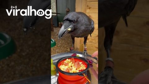 Raven's Birthday Celebrated With Love || ViralHog
