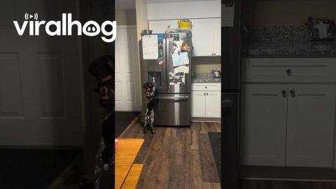 Puppy Uses Ice Dispenser || ViralHog