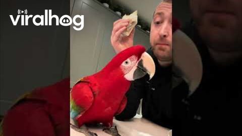 Pet Macaw Just Wants a Bite || ViralHog