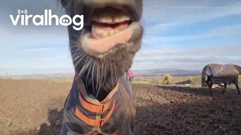 Cheeky Young Horse Bites Owner || ViralHog