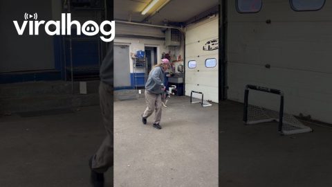 Heeler Scores Hockey Goal || ViralHog