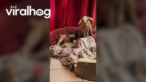 Baby Goat and Frenchie Puppy Turn the Cute Up to 11 || ViralHog