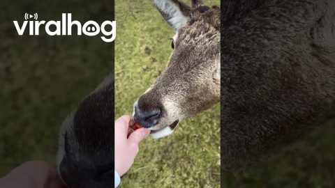Hand-Feeding a Wild Deer in the Scottish Highlands || ViralHog