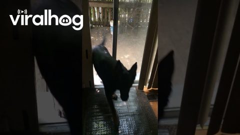 German Shepherd Opens the Door For Her Friends || ViralHog