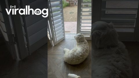 World's Worst Guard Dog || ViralHog