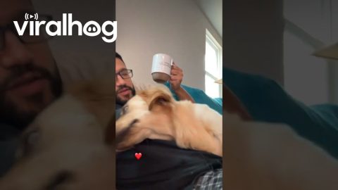 Golden Retriever Interrupts Morning Coffee || ViralHog