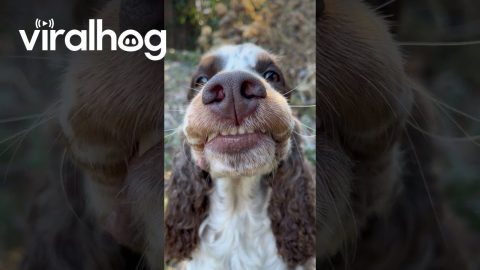 Smiling Cocker Spaniel || ViralHog