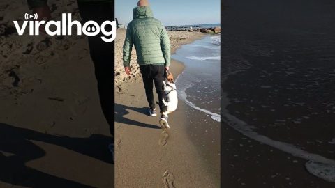 Dog Won't Let Go Of Stick || ViralHog