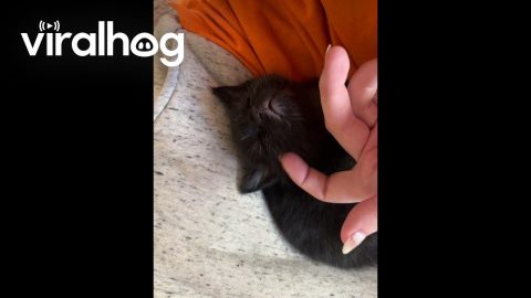 Sweet Tiny Cat Sleeps To Gentle Pets || ViralHog