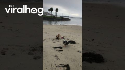 Fowl-Chasing Frenchie Falls Into Water || ViralHog