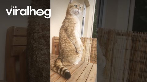 Curious Cat Stands and Stares || ViralHog