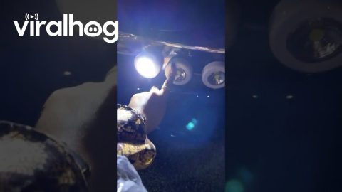 Peel And Stick Lights Replace Broken Headlight || ViralHog