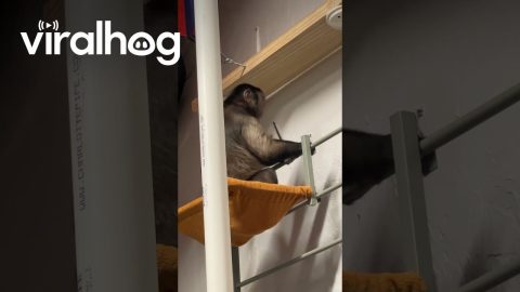 A Monkey Learns To Build || ViralHog