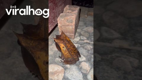 Long-Nosed Horned Frog Looks Like a Leaf || ViralHog