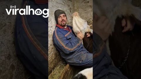 Cows Cuddle With Their Favorite Person || ViralHog