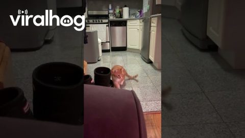 Cat Slips and Falls During Zoomies || ViralHog