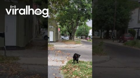 Dog Squats In Wind Storm || ViralHog