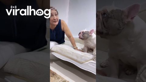 Bulldog Says a Human Word || ViralHog