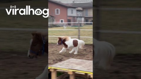 Sprinting Pony Takes A Tumble || ViralHog